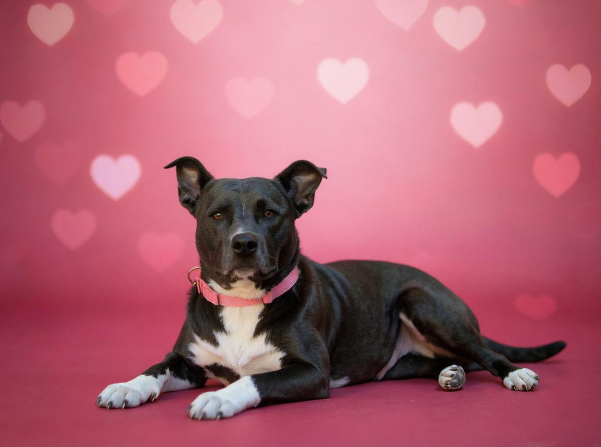 Enlarge Penelope, a Adoptable mixed breed in Milledgeville, GA image 1/6