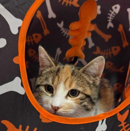 Enlarge Piper, an adopted Domestic Short Hair in Toronto, ON image 1/2