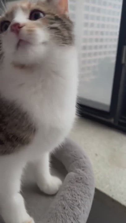 Enlarge Piper, an adopted Domestic Short Hair in Toronto, ON video 2/2