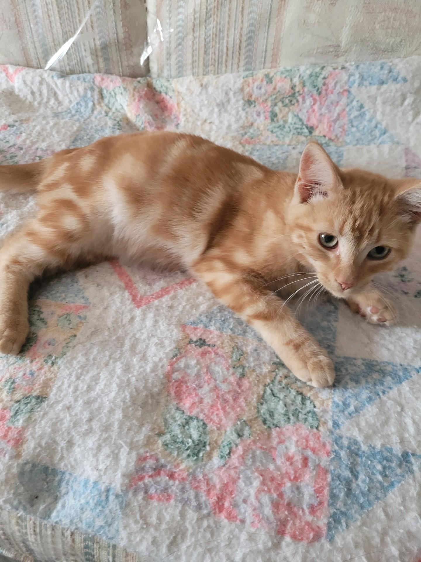 Enlarge SHELDON, a Adoptable mixed breed in Niagara on the Lake, ON image 3/4