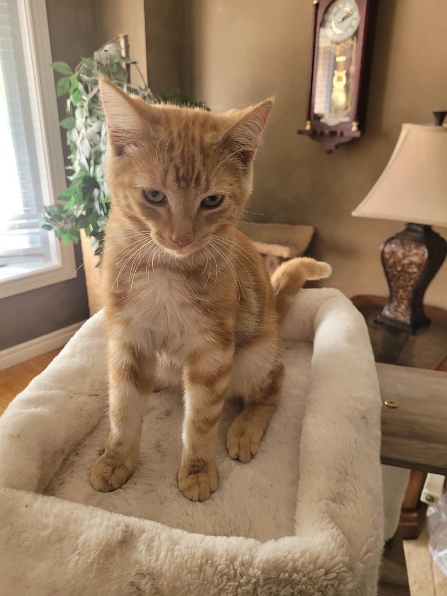 Enlarge SHELDON, a Adoptable mixed breed in Niagara on the Lake, ON image 4/4