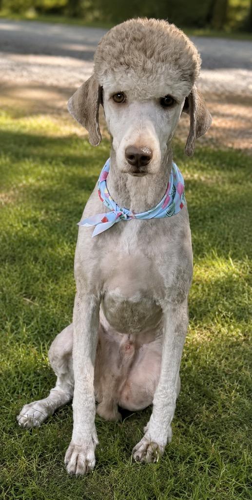 HOGAN, Adopted, Young Male Poodle & Labrador Retriever.