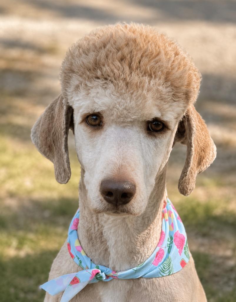 Enlarge HOGAN, a Adopted mixed breed in Crossville, TN image 2/6