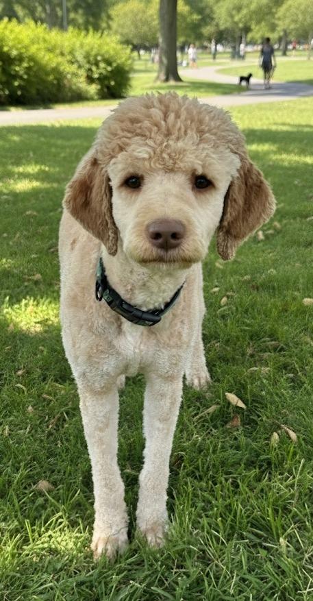 Enlarge HOGAN, a Adopted mixed breed in Crossville, TN image 3/6