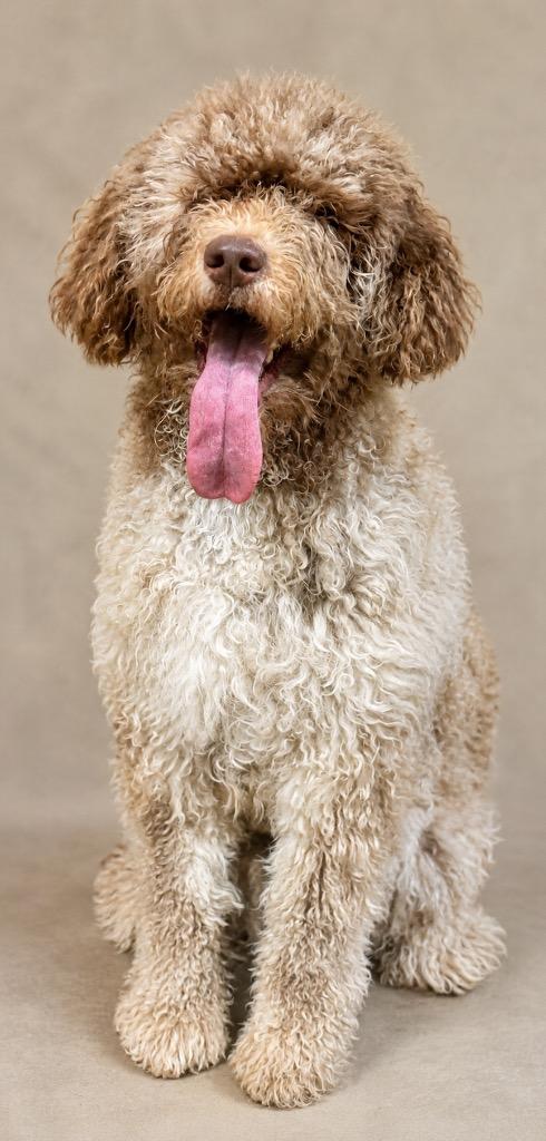 Enlarge HOGAN, a Adopted mixed breed in Crossville, TN image 4/6