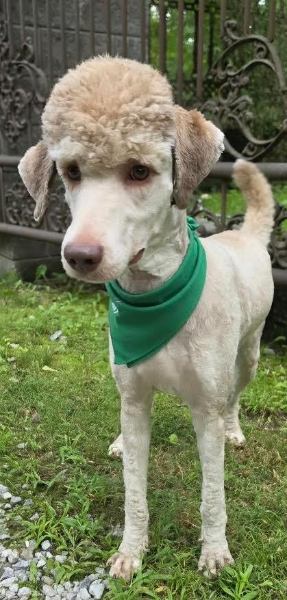 Enlarge HOGAN, a Adopted mixed breed in Crossville, TN image 6/6