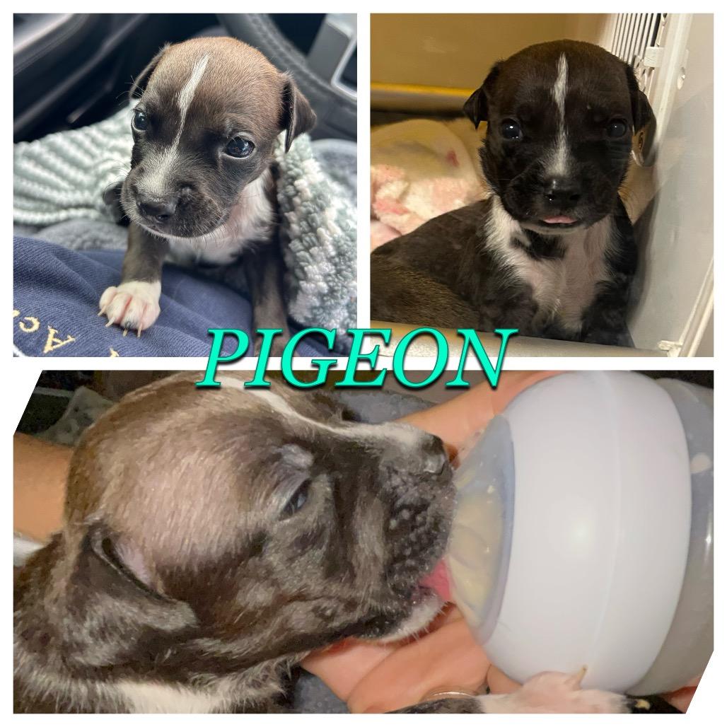 Enlarge Pigeon, a Adoptable Mixed Breed in Proctorville, OH image 2/2