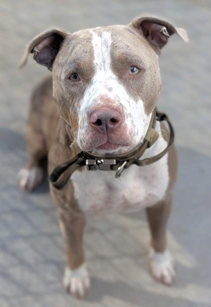 Morty, Adoptable, Adult Male Pit Bull Terrier & Mixed Breed.