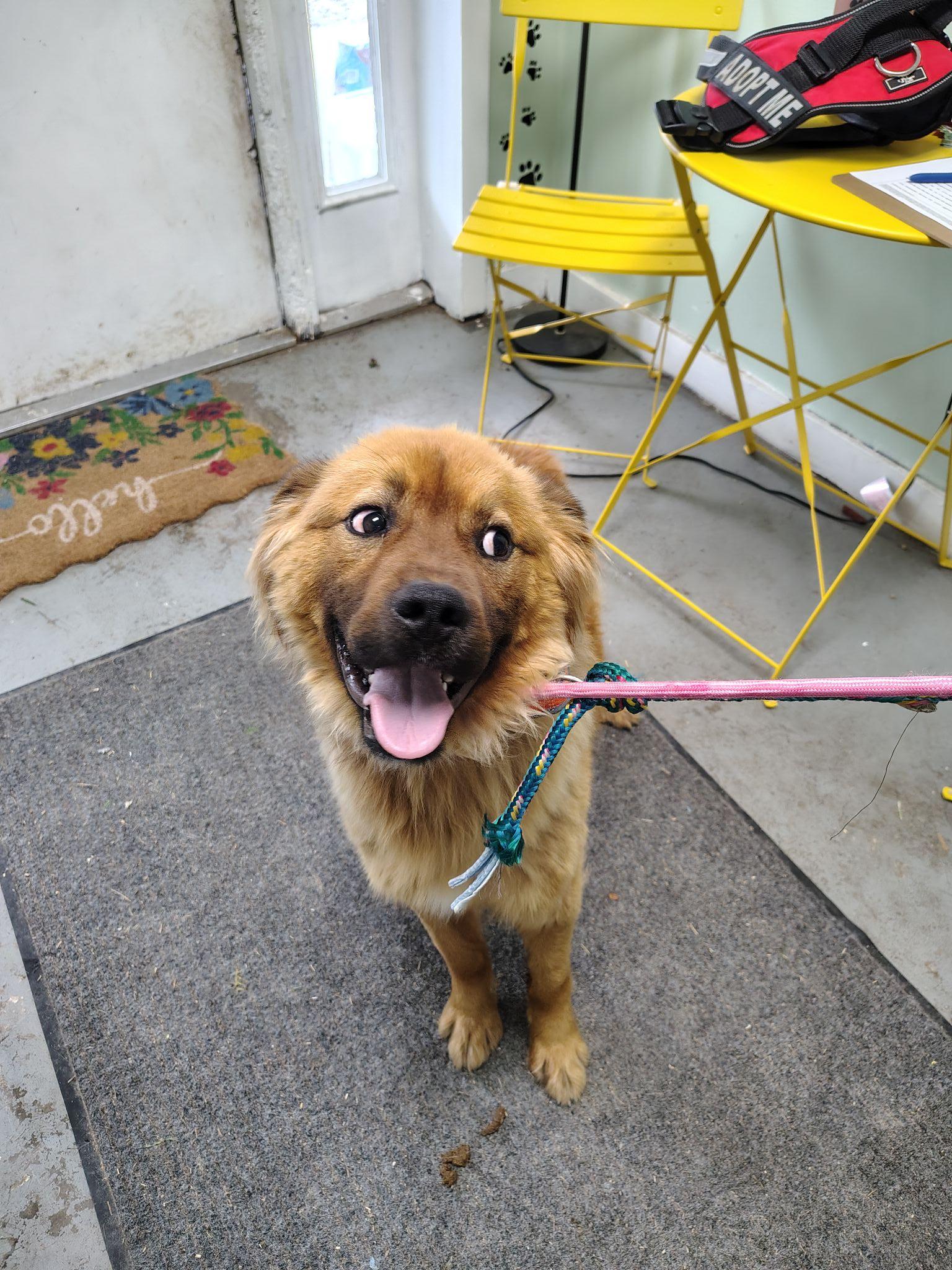 Juke, Adoptable, Young Male German Shepherd Dog & Chow Chow.