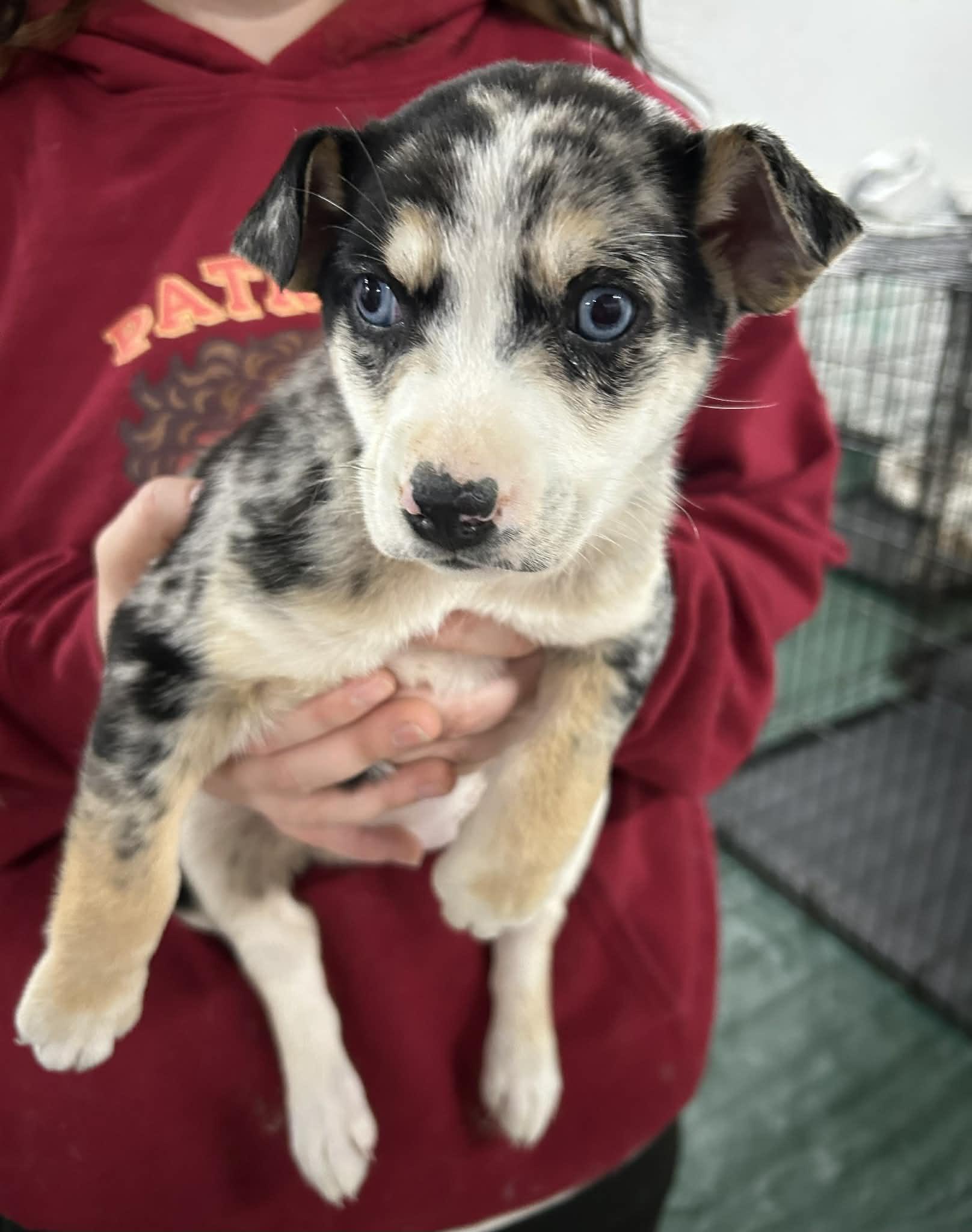 Enlarge Miso, a Adoptable mixed breed in Kansas City, MO image 1/6