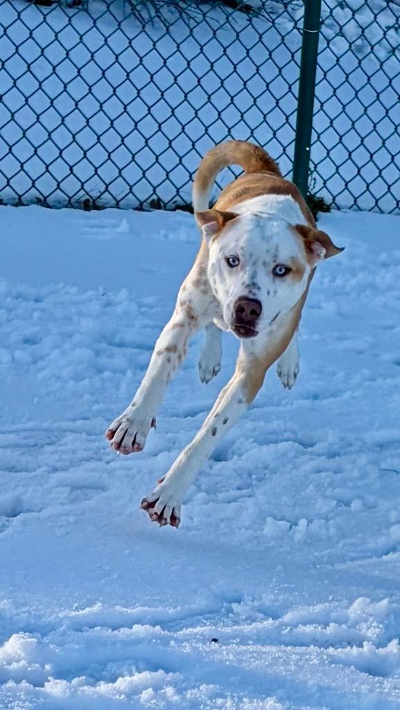 Atticus, Adoptable, Adult Male Shepherd.
