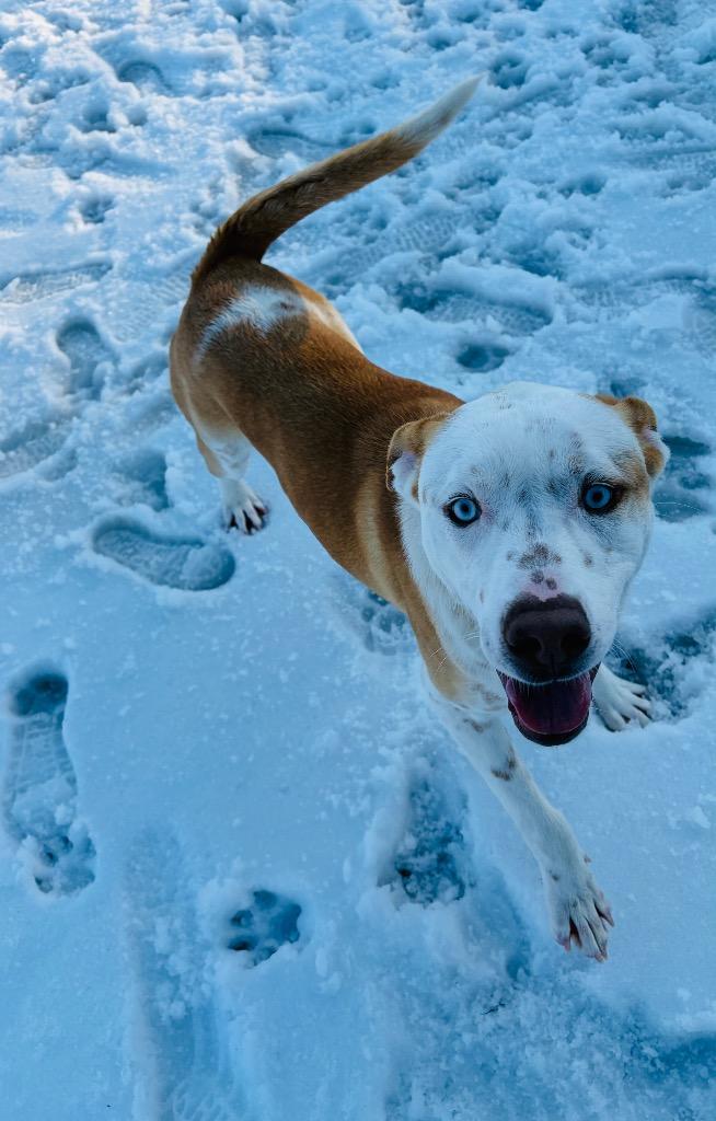 Enlarge Atticus, a Adoptable mixed breed in Little Rock, AR image 2/4
