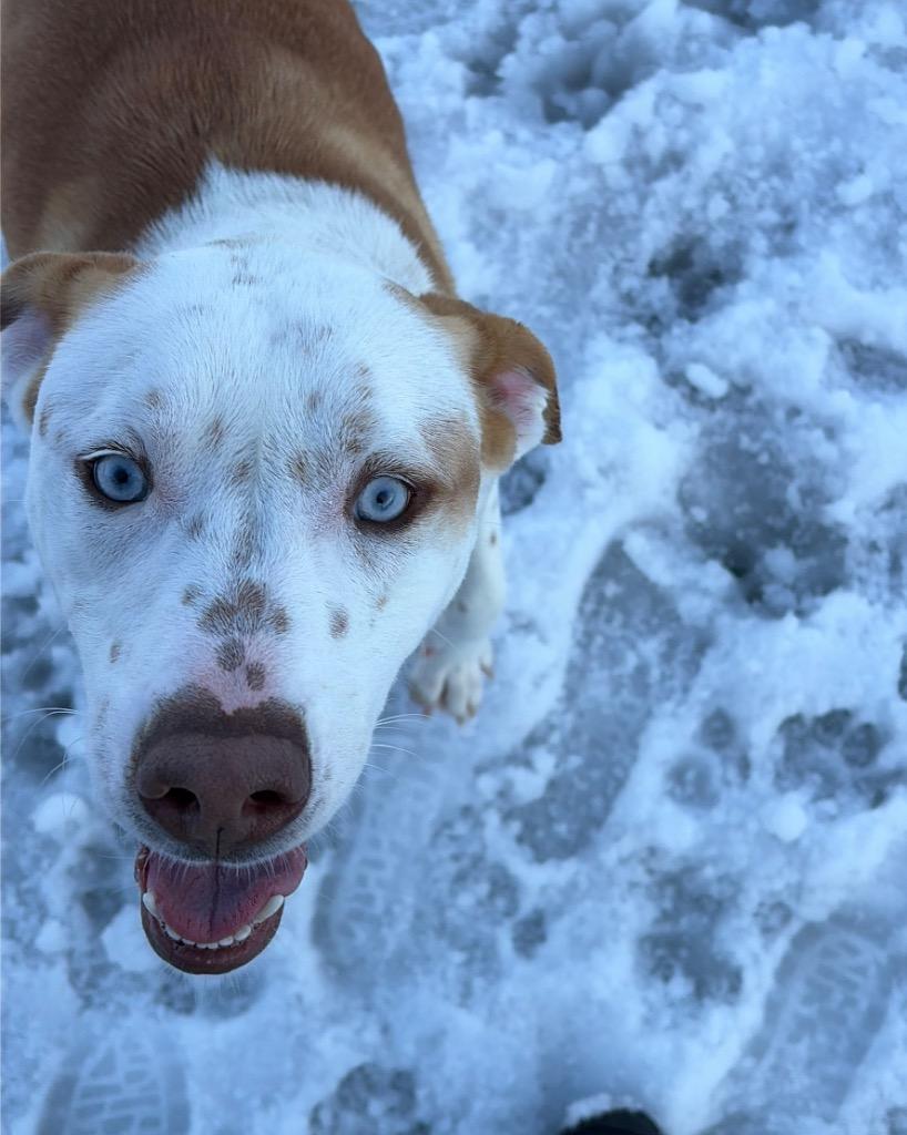 Enlarge Atticus, a Adoptable mixed breed in Little Rock, AR image 3/4