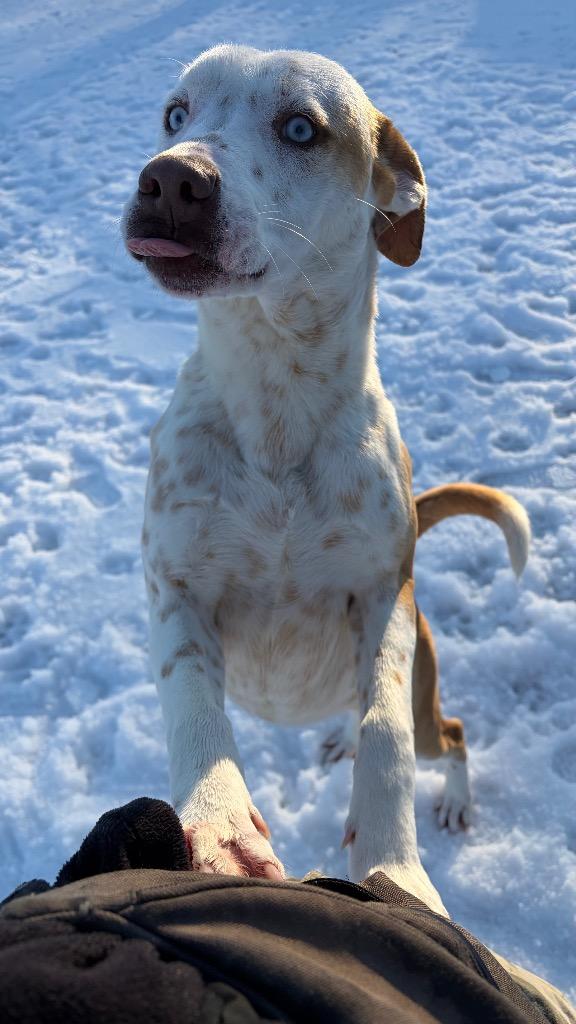 Enlarge Atticus, a Adoptable mixed breed in Little Rock, AR image 4/4