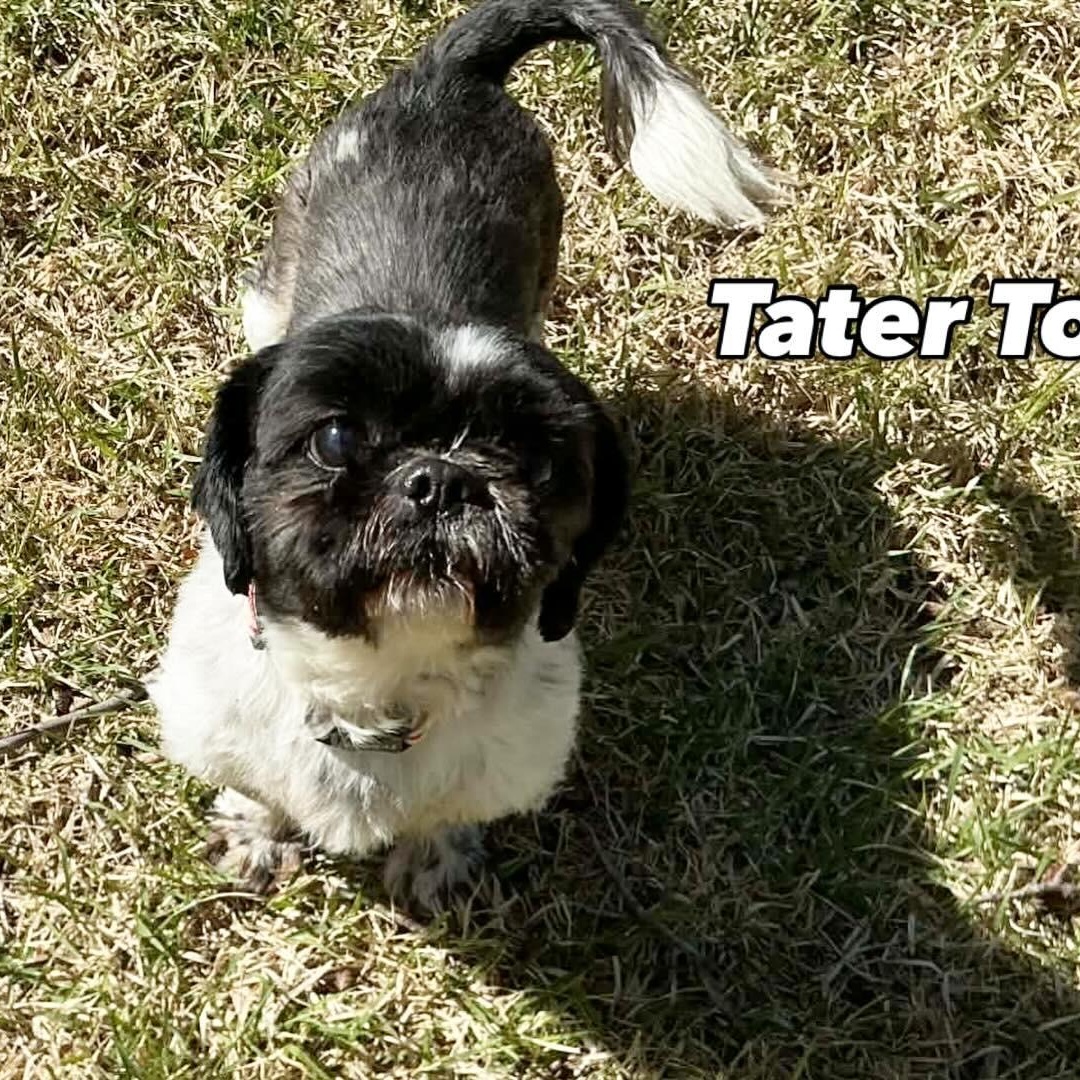 Enlarge Tater Tot, a ADOPTABLE Shih Tzu in Hatfield, PA image 1/6