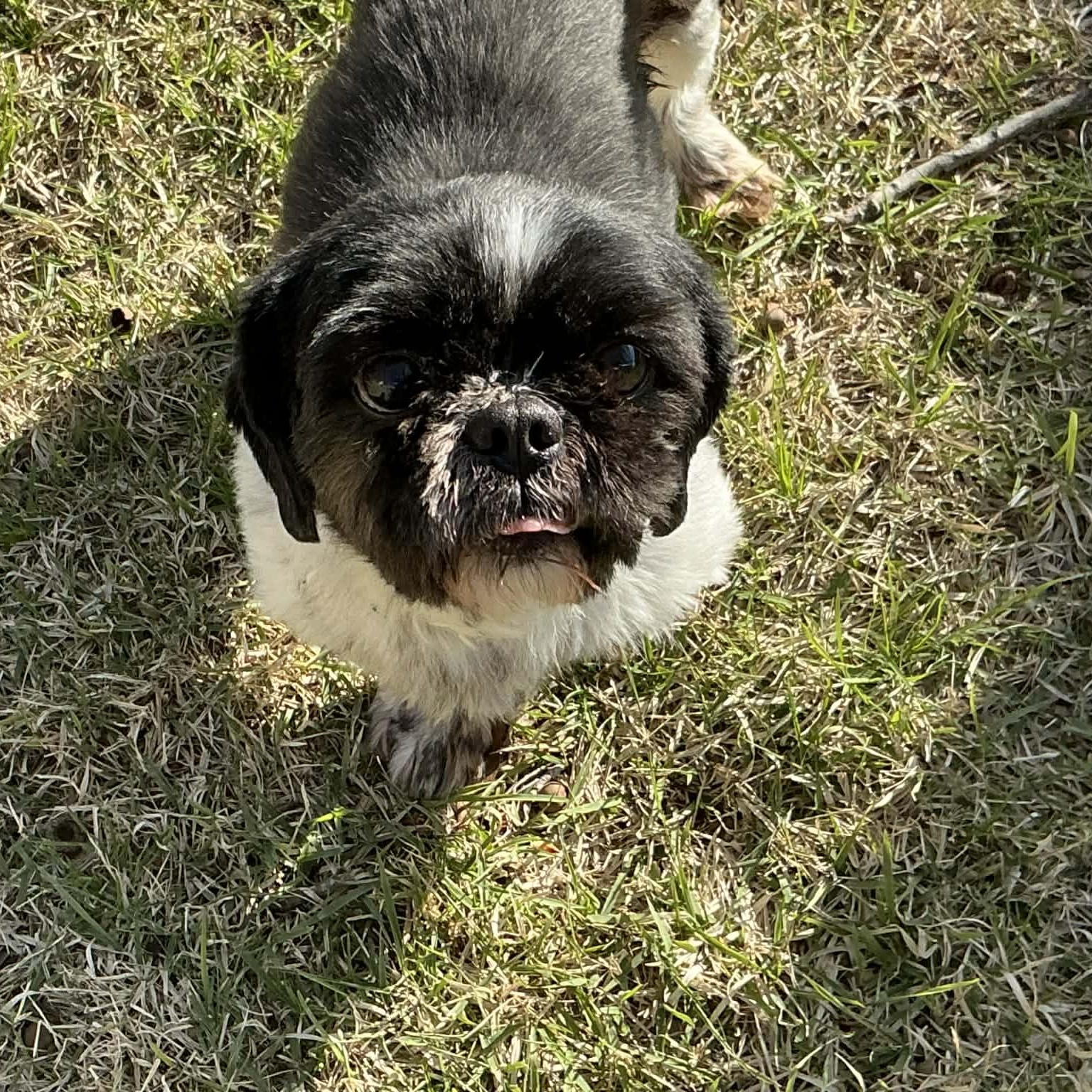 Enlarge Tater Tot, a ADOPTABLE Shih Tzu in Hatfield, PA image 4/6