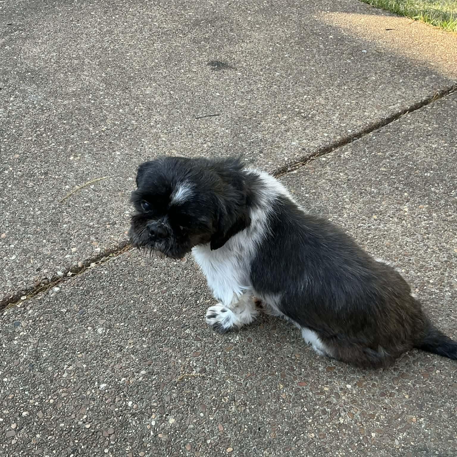 Enlarge Tater Tot, a ADOPTABLE Shih Tzu in Hatfield, PA image 2/6