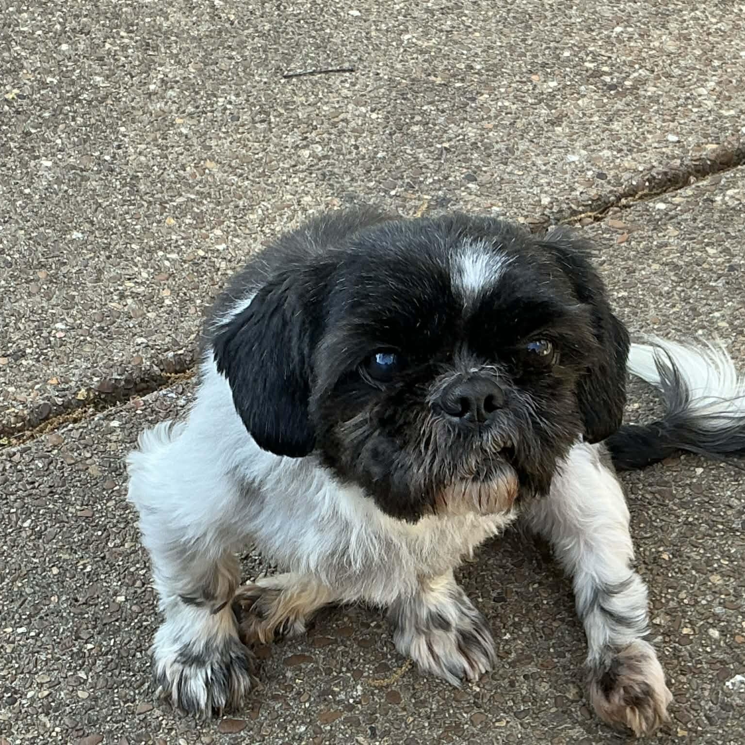 Enlarge Tater Tot, a ADOPTABLE Shih Tzu in Hatfield, PA image 6/6