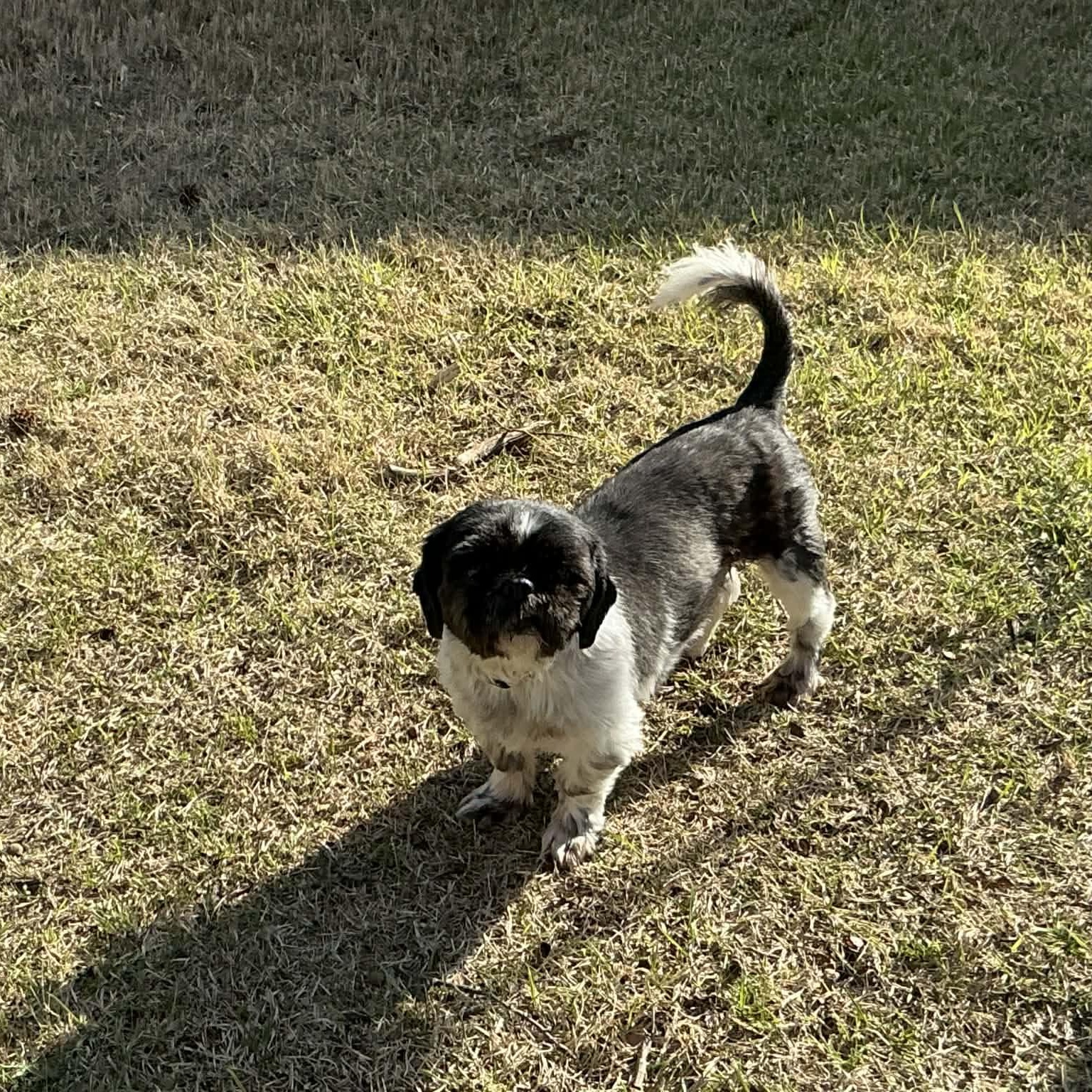 Enlarge Tater Tot, a ADOPTABLE Shih Tzu in Hatfield, PA image 3/6