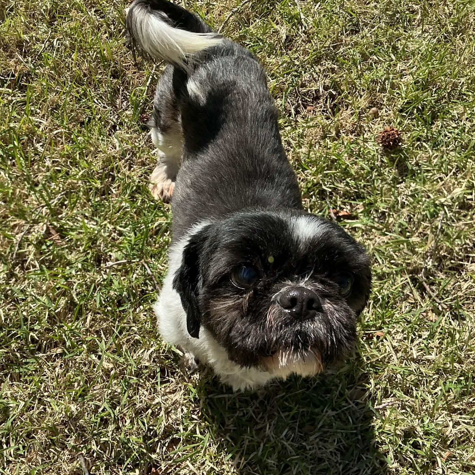 Enlarge Tater Tot, a ADOPTABLE Shih Tzu in Hatfield, PA image 5/6
