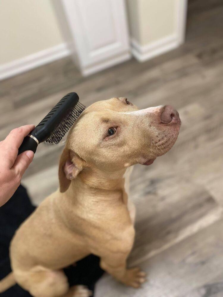 Ivie, Adopted, Adult Female American Bulldog.