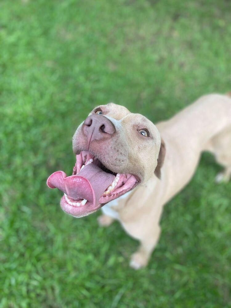 Ivie, a Adopted mixed breed in Troy, AL image 2/6