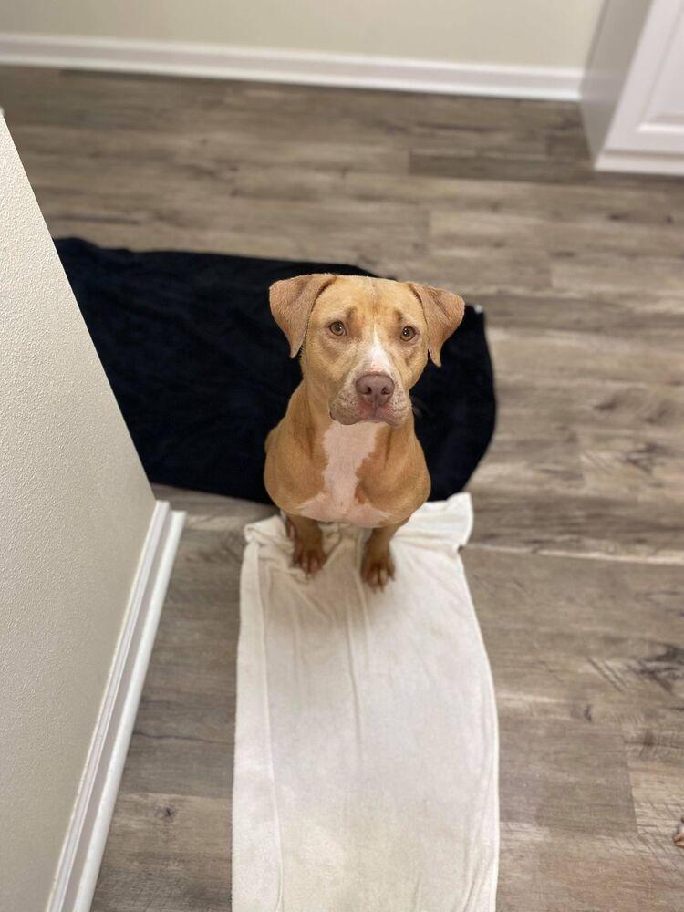 Ivie, a Adopted mixed breed in Troy, AL image 3/6