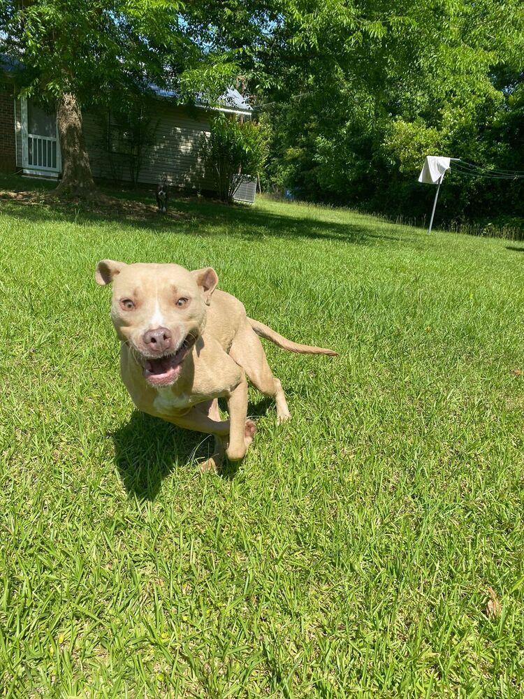 Ivie, a Adopted mixed breed in Troy, AL image 4/6
