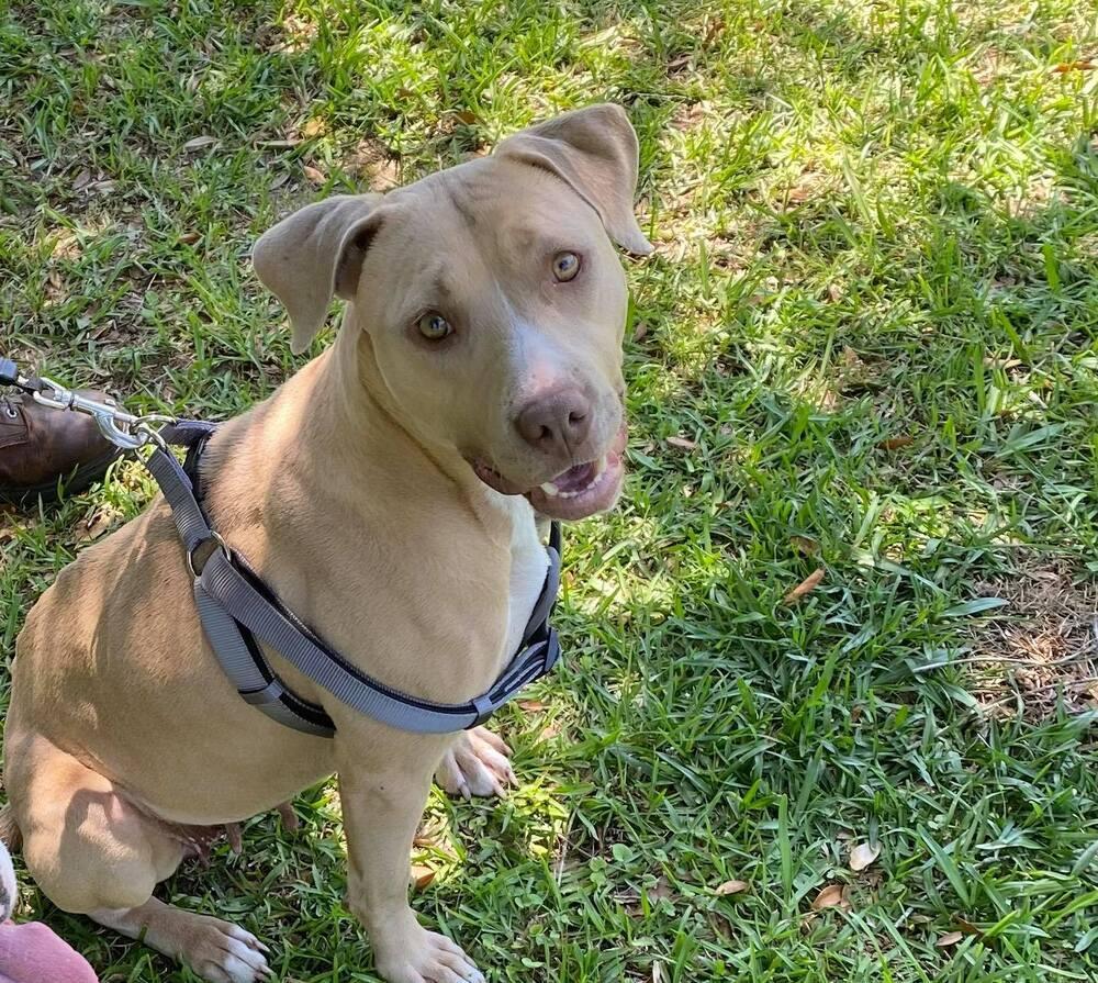 Ivie, a Adopted mixed breed in Troy, AL image 6/6