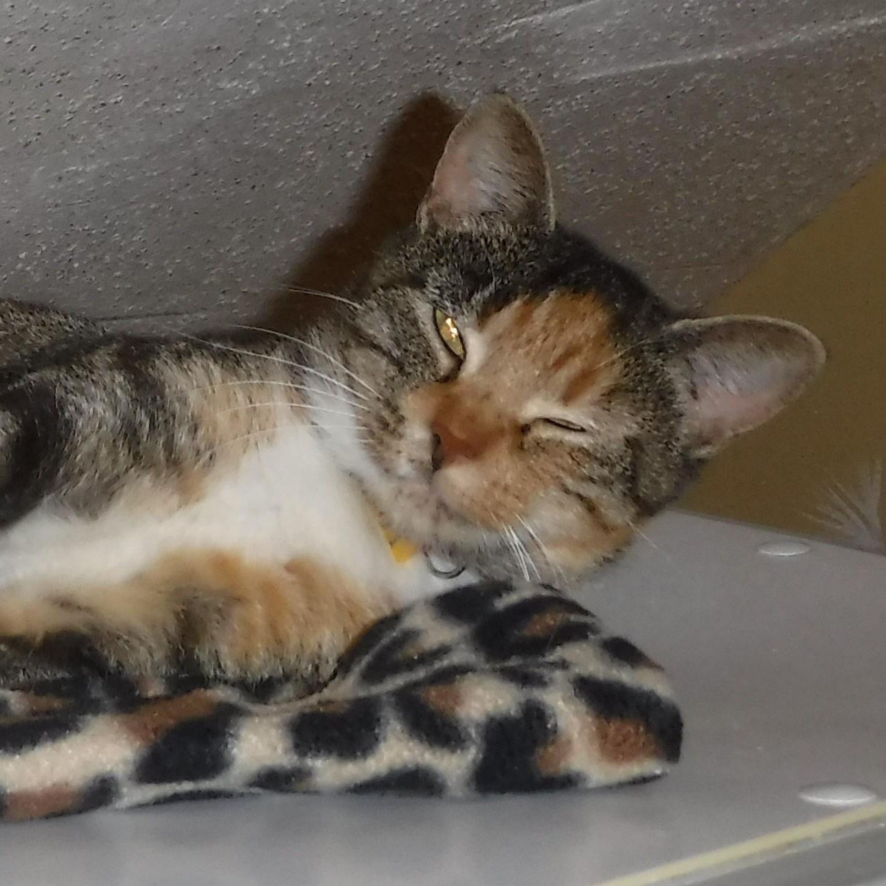 Claire - Loving Calico