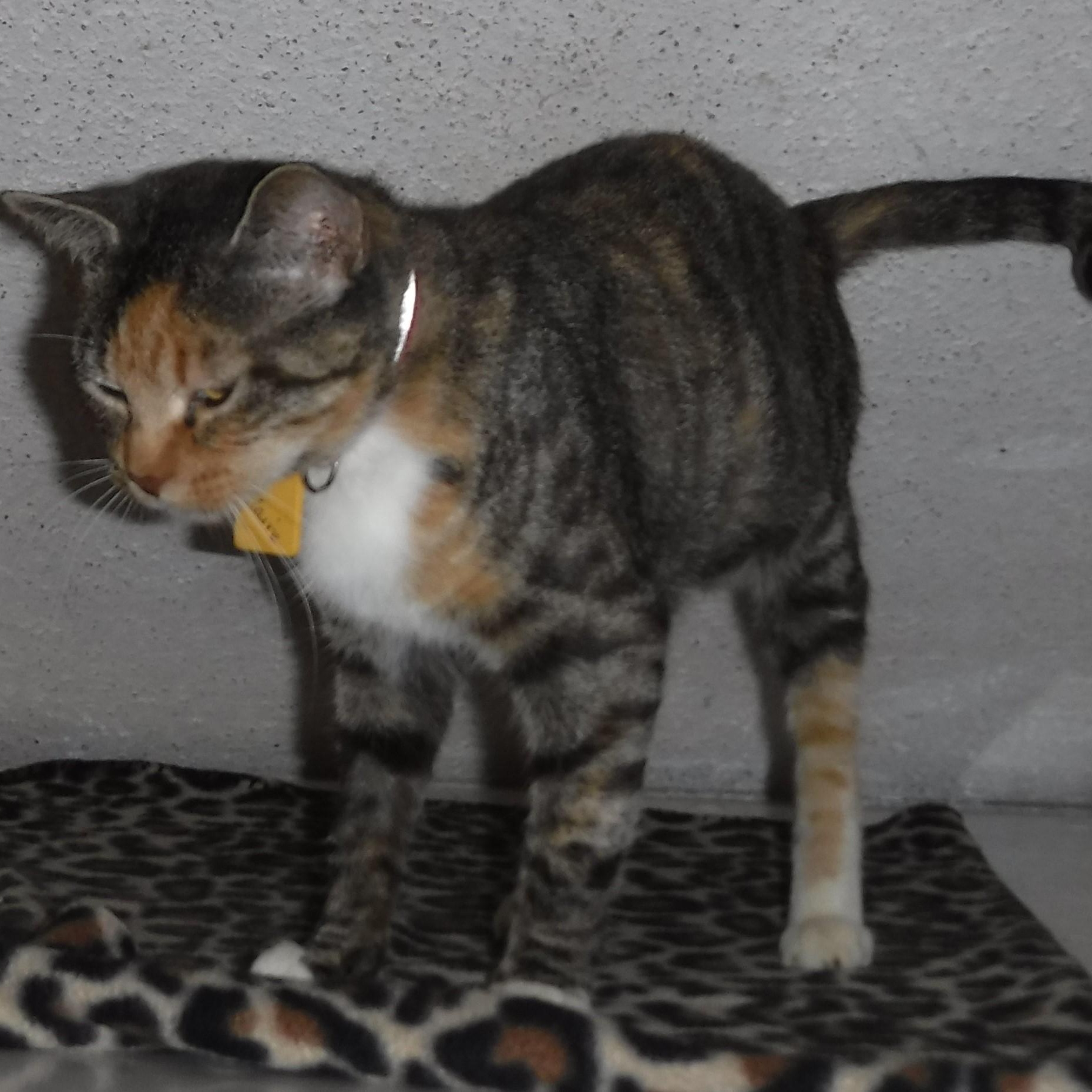 Claire - Loving Calico