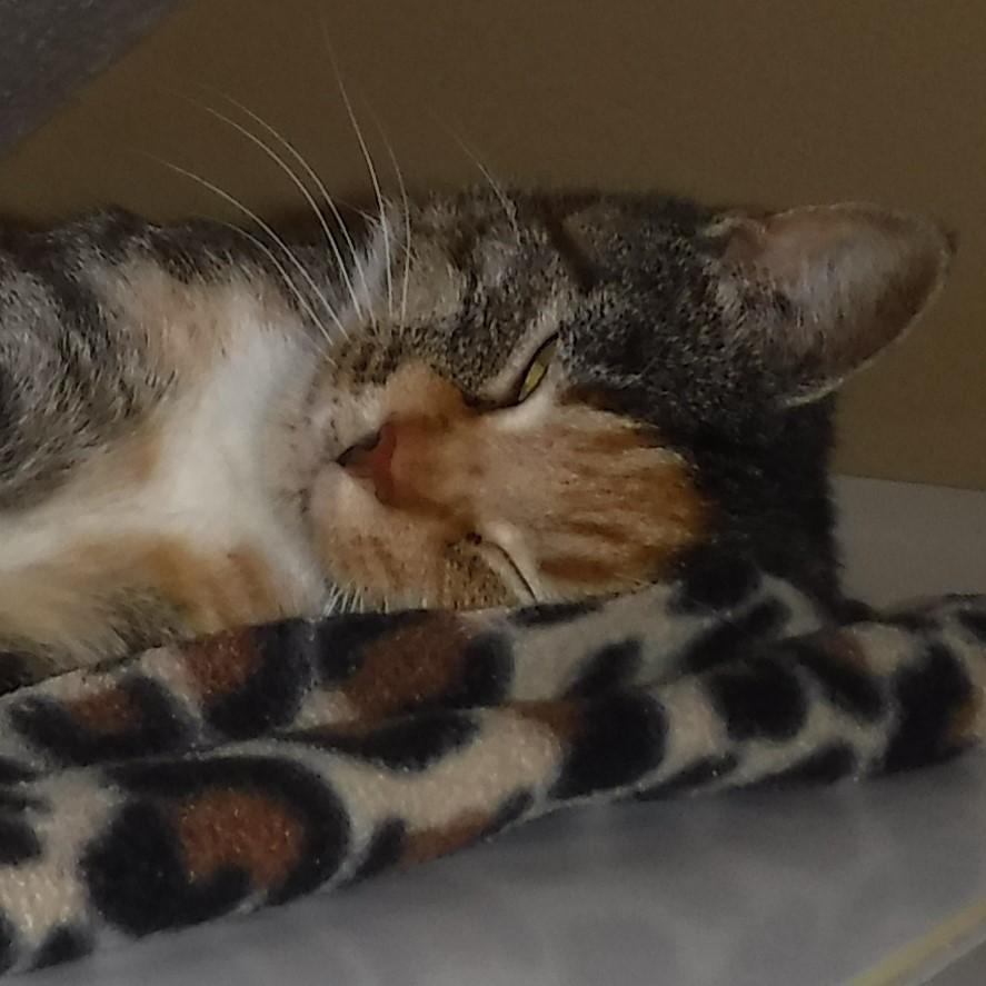 Claire - Loving Calico