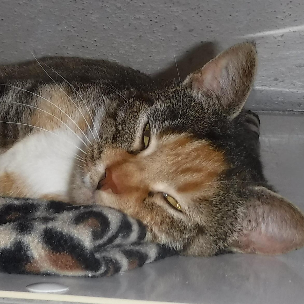 Claire - Loving Calico