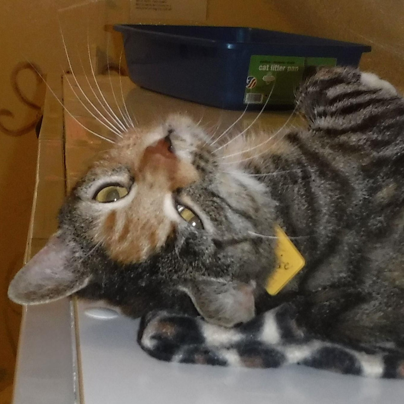 Claire - Loving Calico