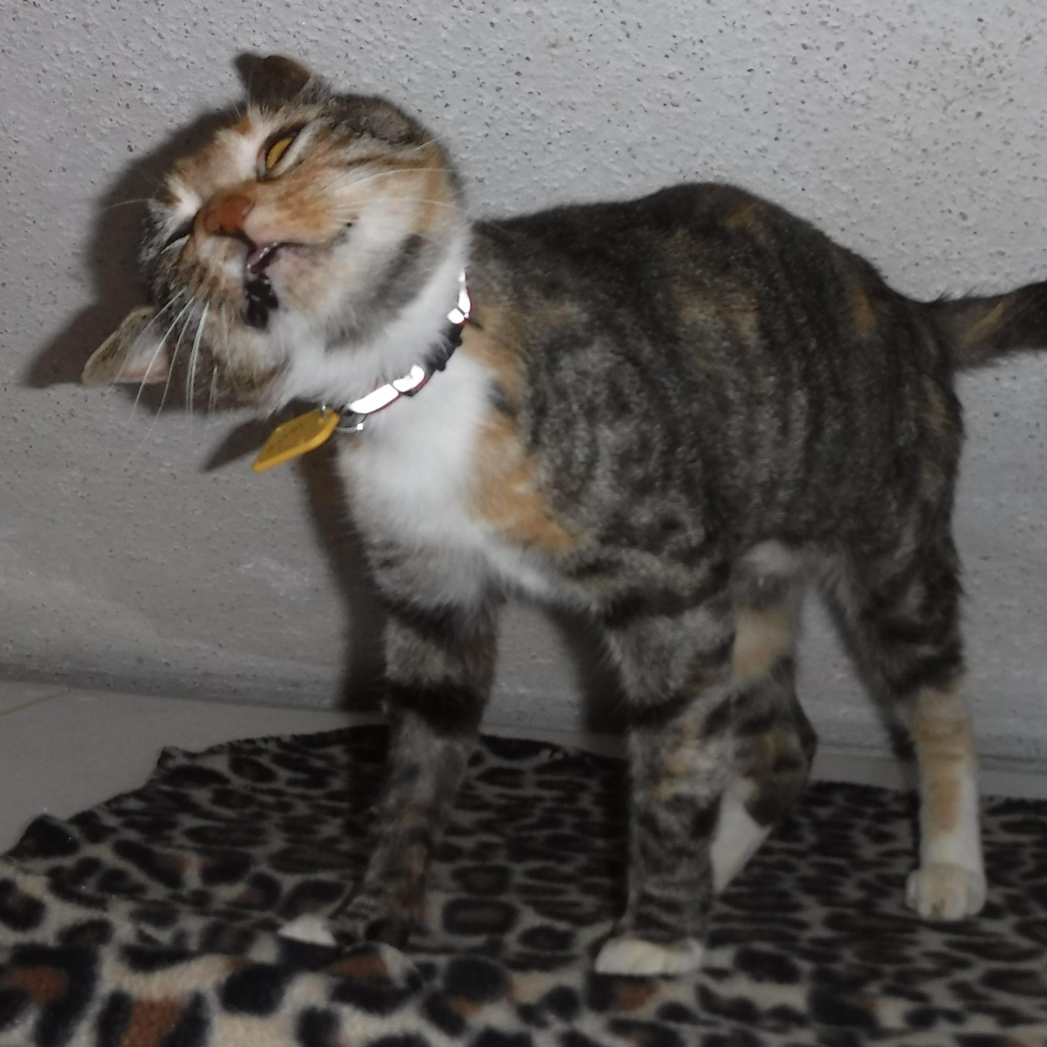 Claire - Loving Calico