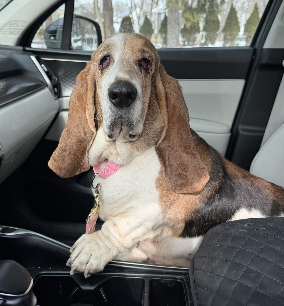 Ophelia , a ADOPTABLE Basset Hound in Mahwah, NJ image 2/6
