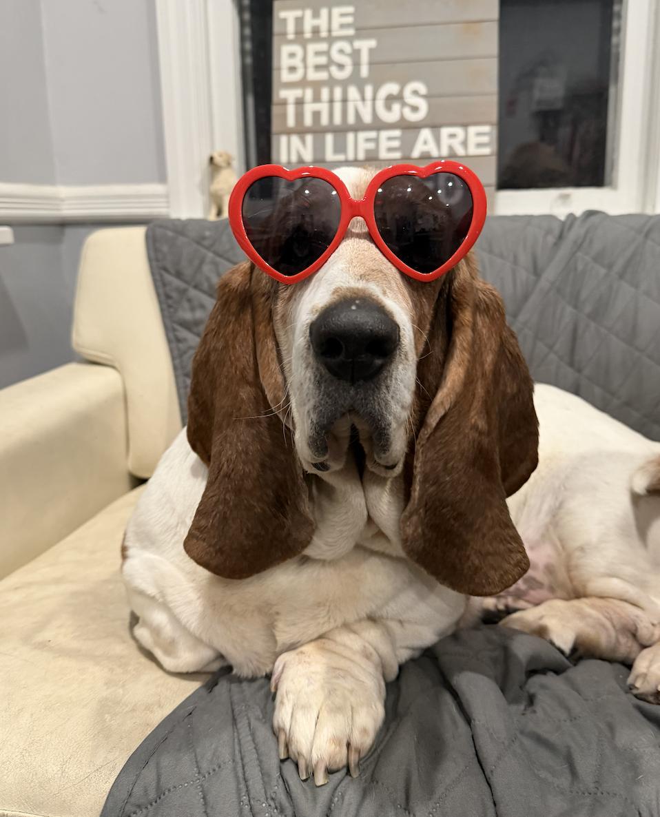 Ophelia , a ADOPTABLE Basset Hound in Mahwah, NJ image 3/6