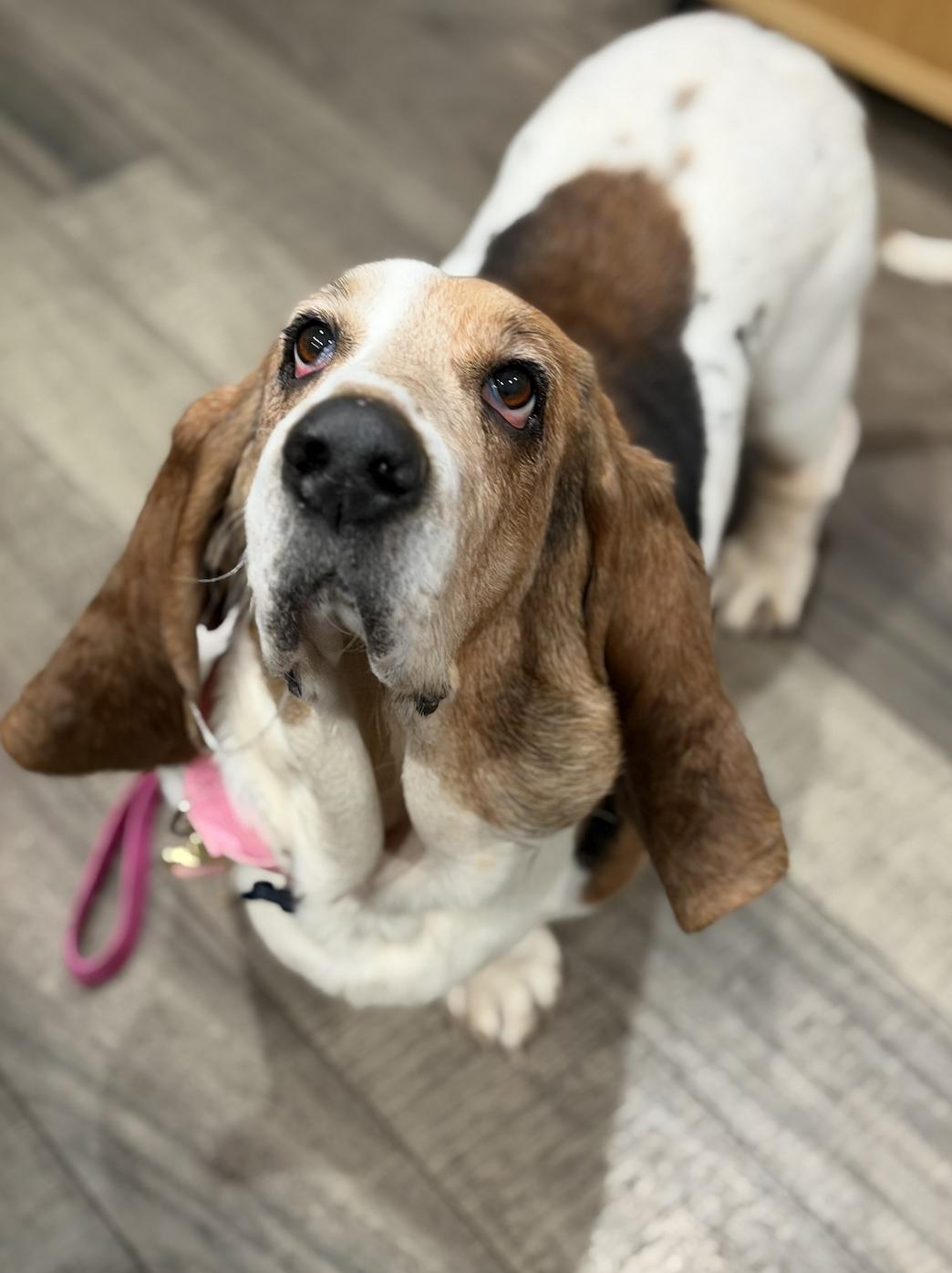 Ophelia , a ADOPTABLE Basset Hound in Mahwah, NJ image 5/6