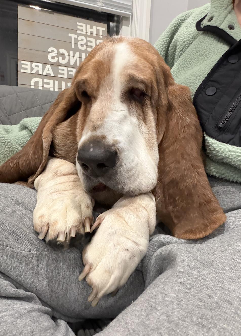 Ophelia , a ADOPTABLE Basset Hound in Mahwah, NJ image 4/6