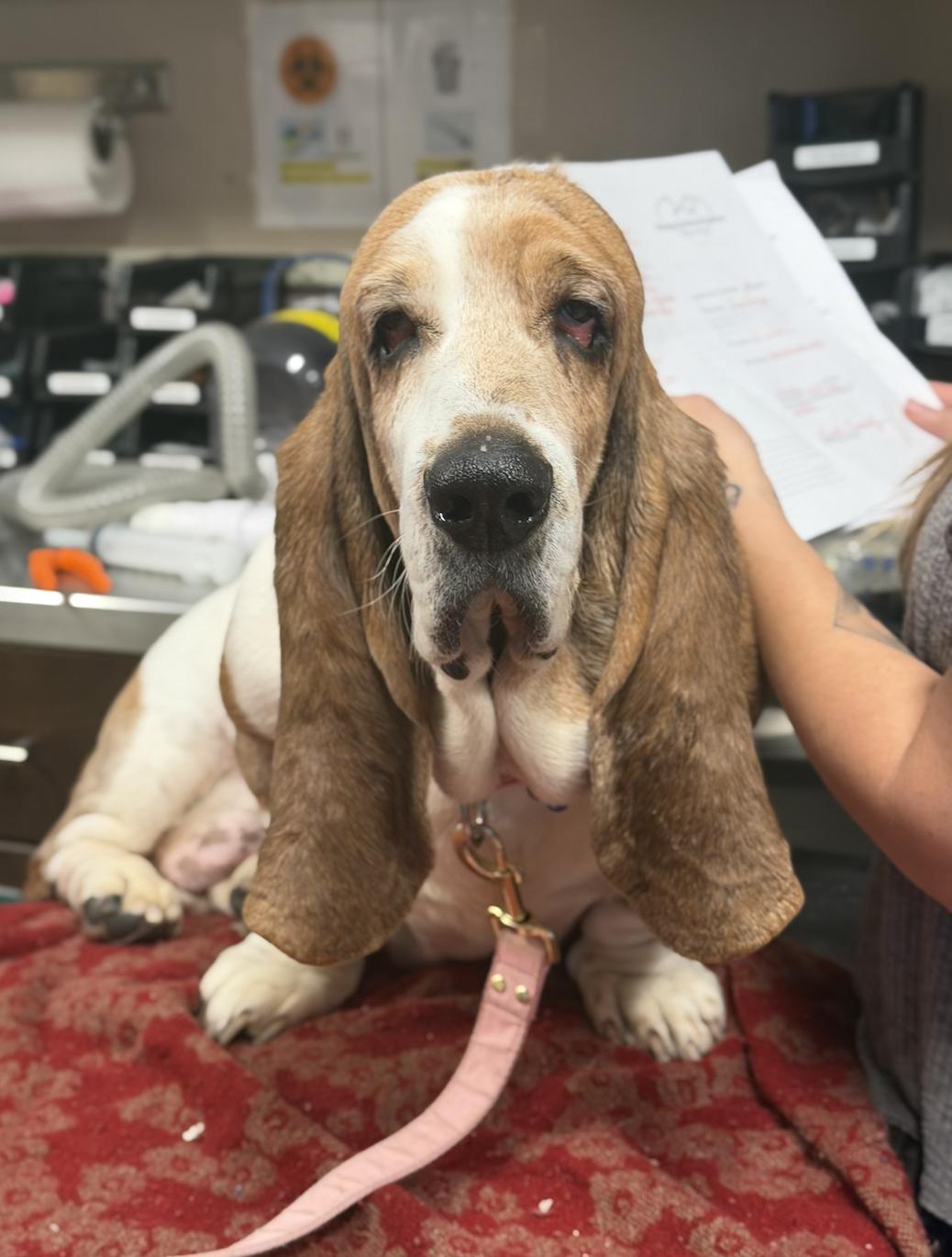 Ophelia , a ADOPTABLE Basset Hound in Mahwah, NJ image 6/6