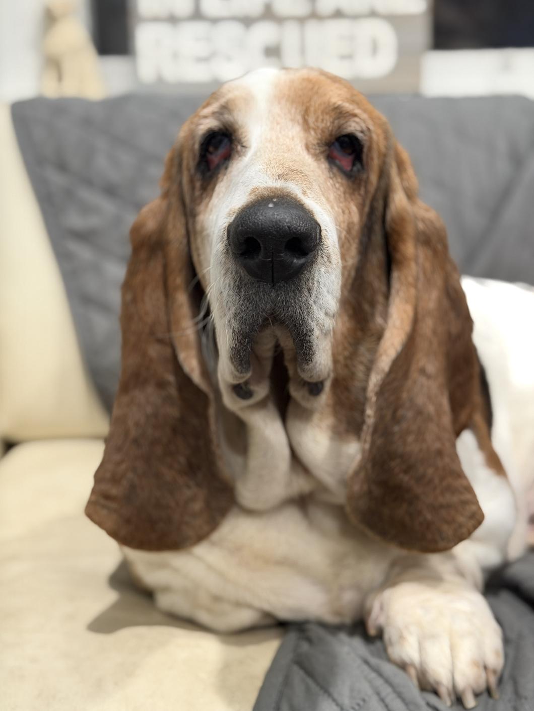 Ophelia , a ADOPTABLE Basset Hound in Mahwah, NJ image 1/6