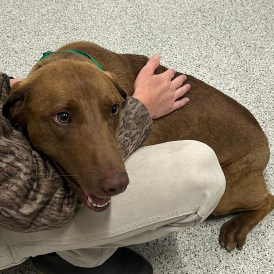 FRED  Available NOW - ADOPTION or RESCUE!, Adoptable, Adult Male Mixed Breed & Labrador Retriever.