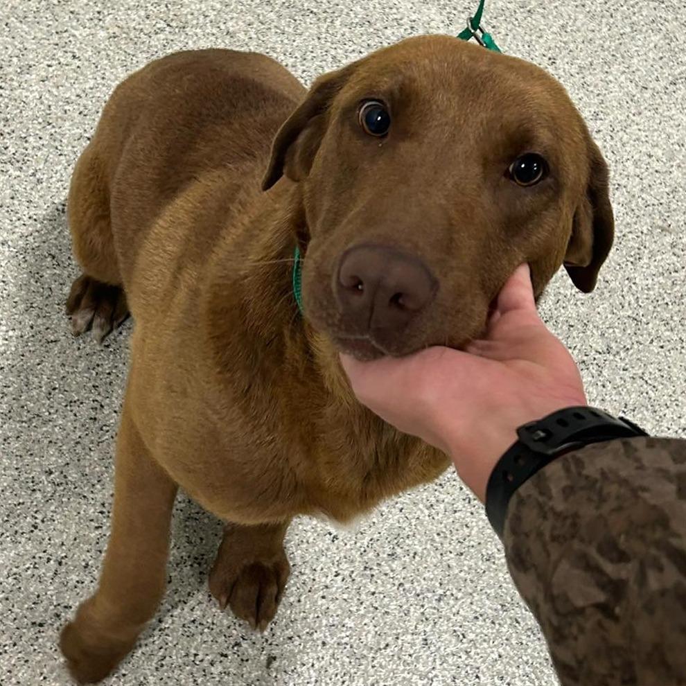 FRED Available NOW - ADOPTION or RESCUE!, a Adoptable mixed breed in Nashville, NC image 2/2