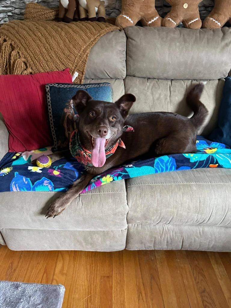 Suzie Q, a Adoptable mixed breed in North Syracuse, NY image 1/6
