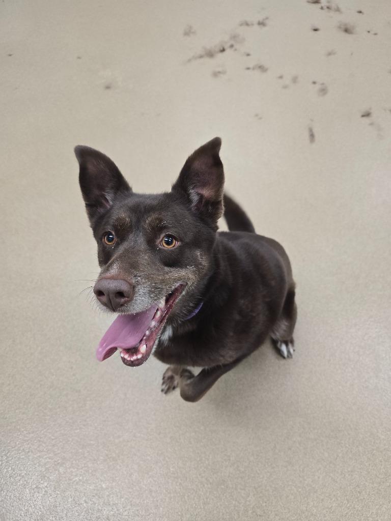 Suzie Q, a Adoptable mixed breed in North Syracuse, NY image 2/6