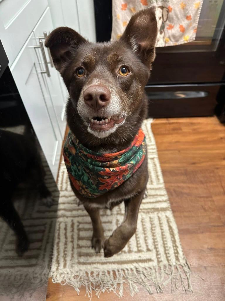 Suzie Q, a Adoptable mixed breed in North Syracuse, NY image 3/6