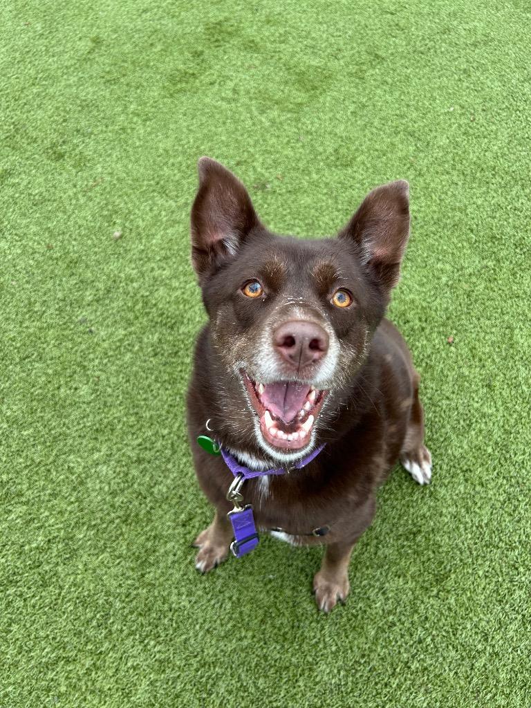Suzie Q, a Adoptable mixed breed in North Syracuse, NY image 5/6