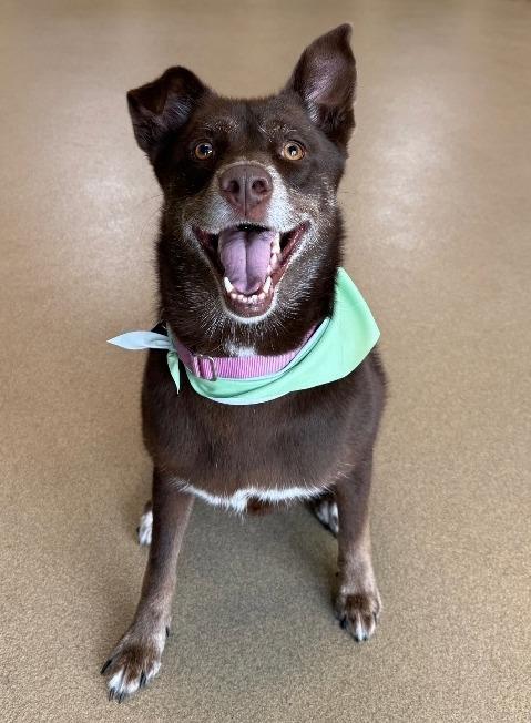 Suzie Q, a Adoptable mixed breed in North Syracuse, NY image 6/6