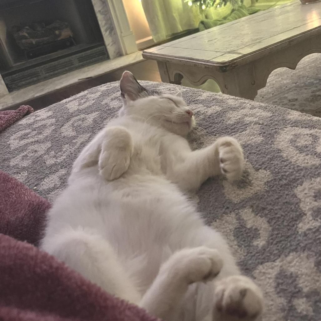 Enlarge Ollie, an adopted mixed breed in Helena, AL image 2/4