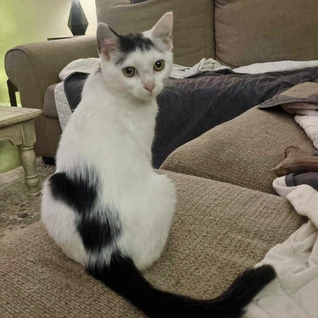 Ollie, adopted, Kitten Male Domestic Short Hair.